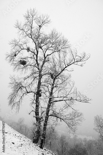 Photo Winter tree on hillside in blizzard
