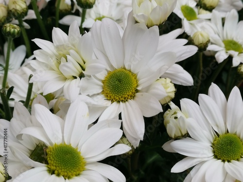 White flowers in the botanical garden