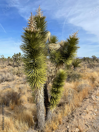 joshua tree in the desert