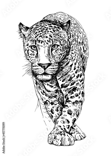Sketch of a walking leopard. Hand drawn style print. Vector black and white illustration.
