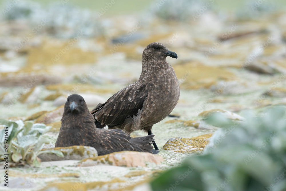 Obraz premium The Falkland Skua (Catharacta antarctica)