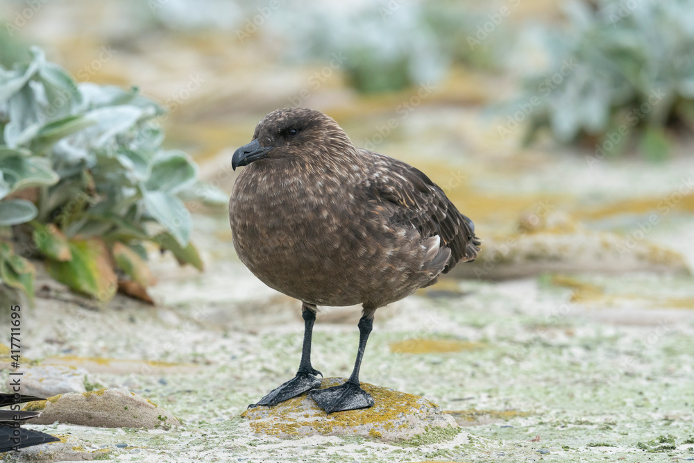 The Falkland Skua (Catharacta antarctica) The Falkland Skua (Catharacta antarctica)