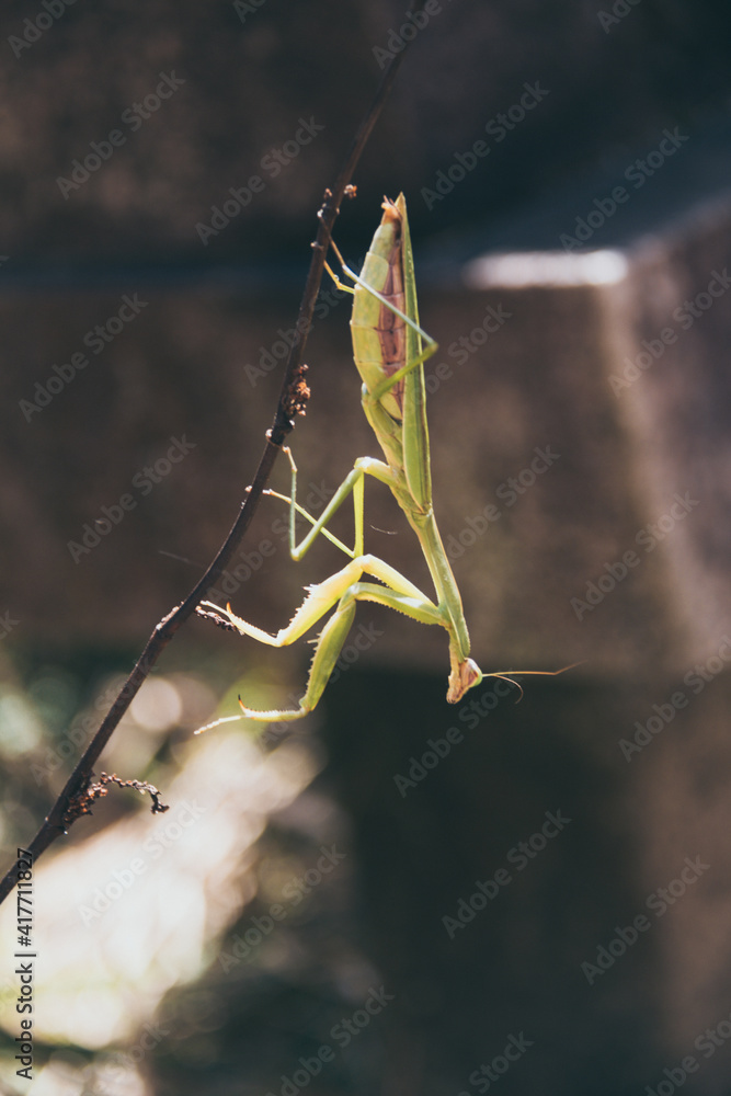 Praying Mantis Praying Mantis