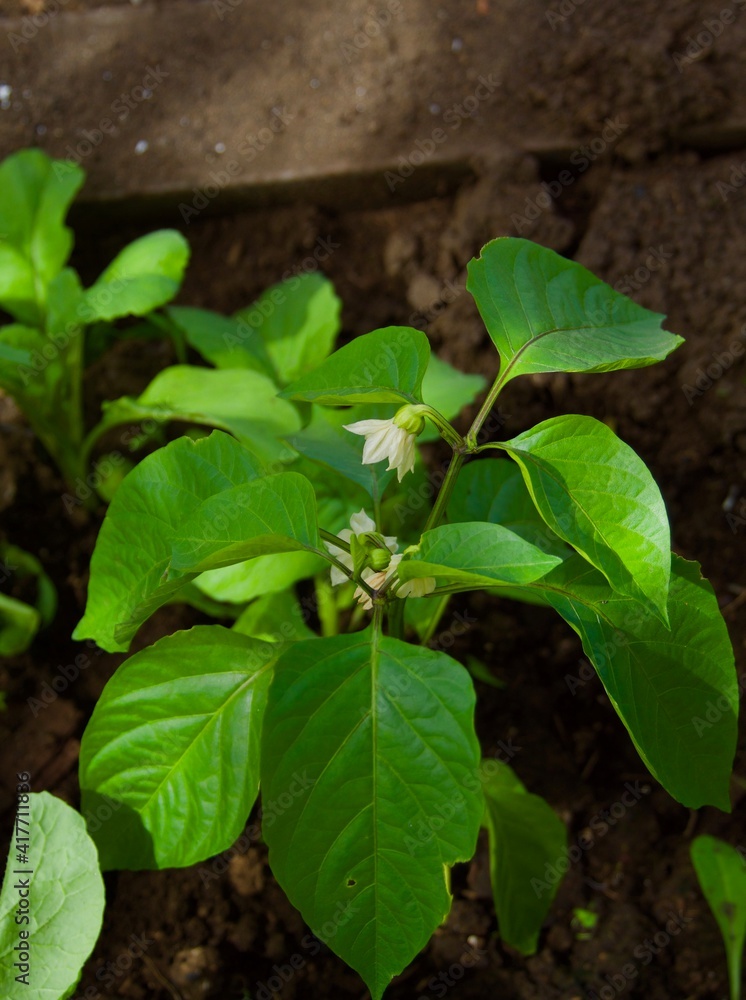 Plantations of peppers in the field. Close up green and red papers Plantations of peppers in the field. Close up green and red papers