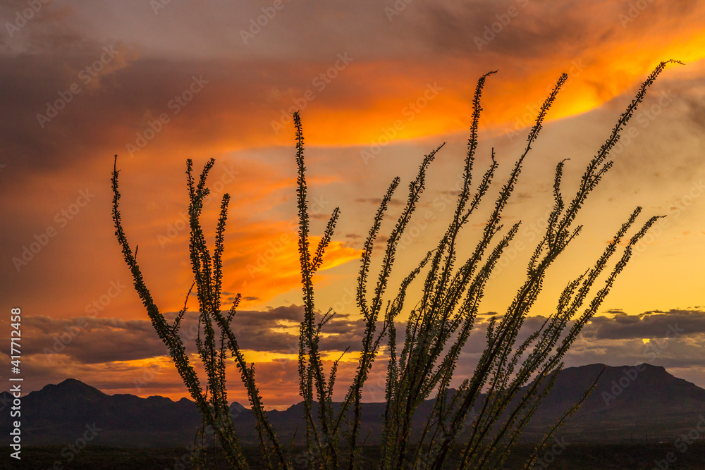 USA, Arizona, Santa Cruz County. Santa Rita Mountains and ocotillo cactus at sunset.