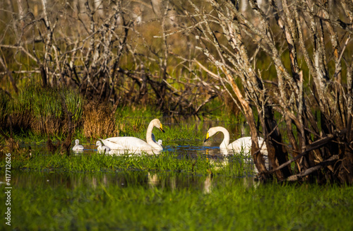 A beautiful family of wild whooper swand in wetlands. Adult birds with cygnets swimming in water. Beautiful springtime scenery with cygnus cygnus family. photo