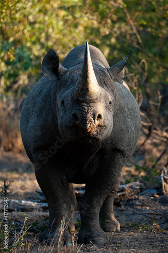 A Black Rhino seen on a safari in South Africa © rudihulshof