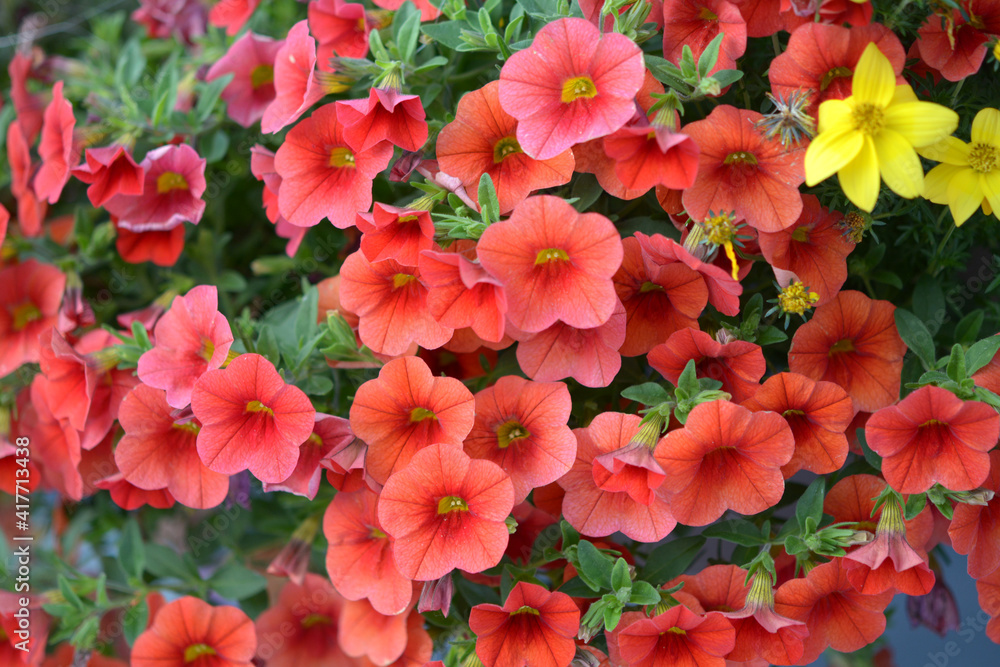 Colorful petunia flowers