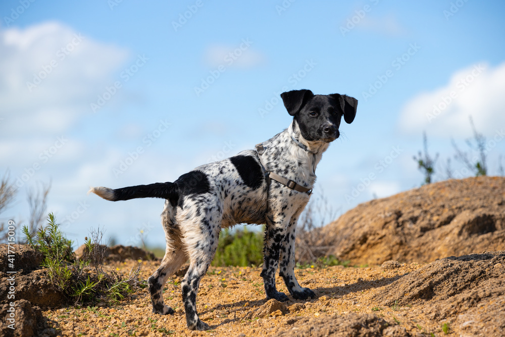 Full body portrait of a young female spotted puppy on alert