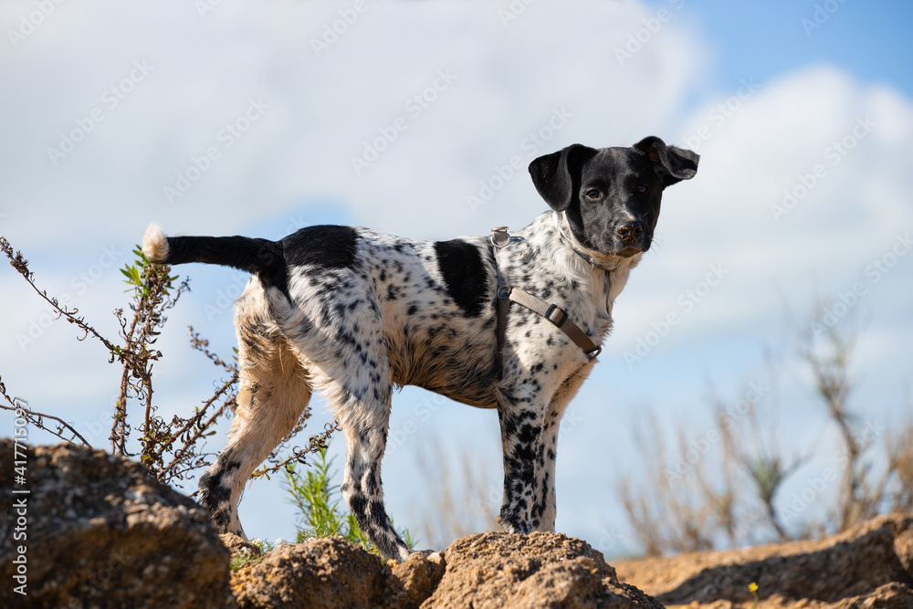 Full body portrait of a young female spotted puppy on alert