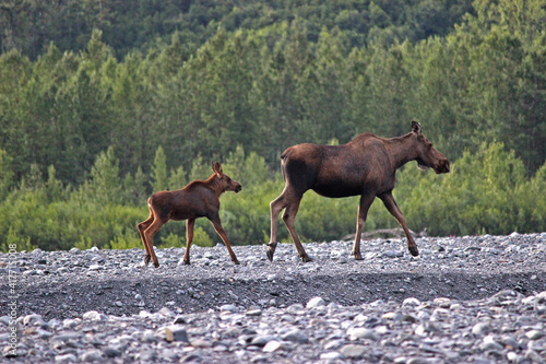 Madre reno y criatura en bosque en Juneau, Alaska