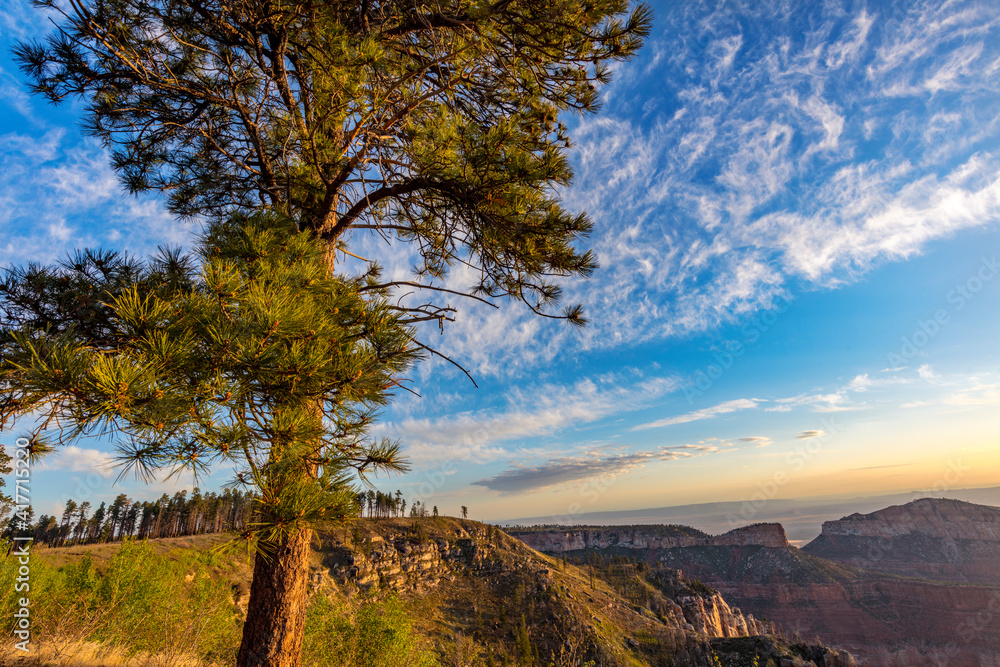 Ponderosa pine and wispy clouds at Point Imperial in Grand Canyon National Park, Arizona, USA