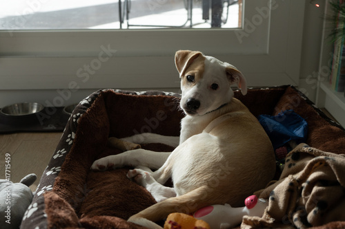 Portrait of a mixed dog puppy relaxing on the bed with light and shadow