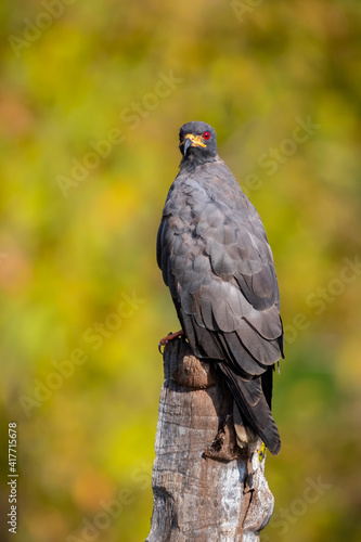 free brazilian hawk in nature