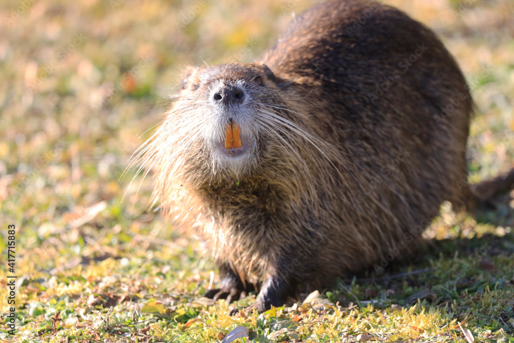 Nutria (myocastor coypus) in a Park, Heilbronn, Germany Nutria (myocastor coypus) in a Park, Heilbronn, Germany