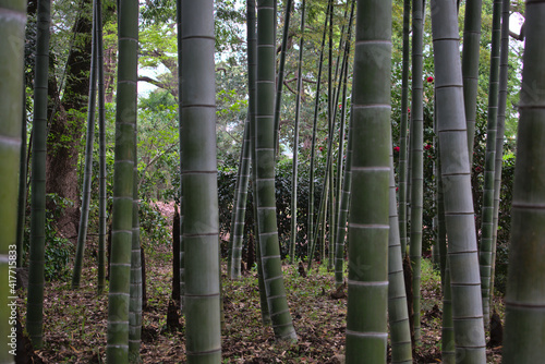 Bamboos in a park in Tokyo, Japan