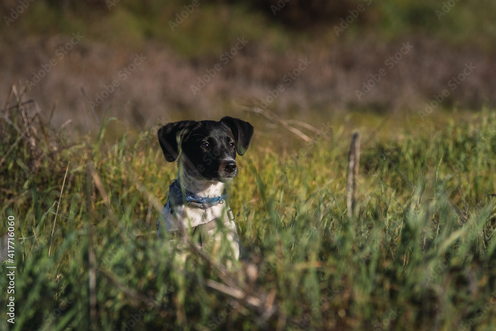 Full body portrait of a young female spotted puppy on alert on the grass