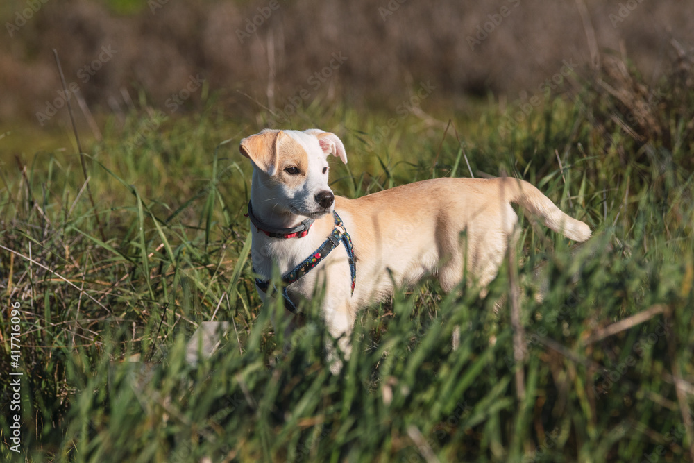 Full body portrait of a young female beige puppy on alert on the grass