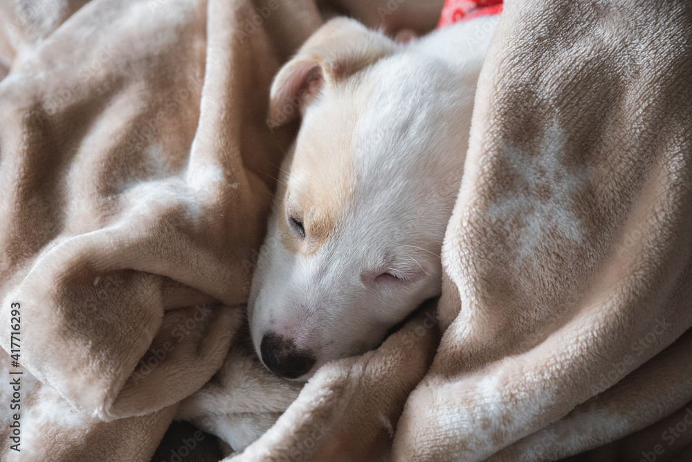 Cute face portrait of a young female mixed dog puppy relaxed and sheltered with a beige blanket Cute face portrait of a young female mixed dog puppy relaxed and sheltered with a beige blanket