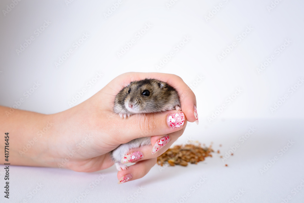 cute little hamster sitting in hand, hamster feels surprise and excitement, pet in the house