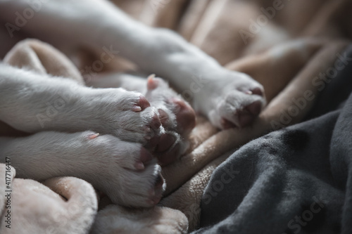 Detail of the paws and pink pads of a relaxed young puppy dog