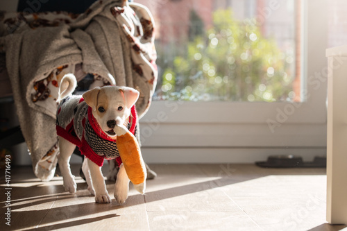 Young female mixed dog puppy wearing a sweater and playing with a toy at home