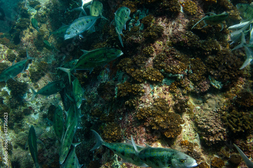 School of Tropical fish Bluefin Trevally, Caranx melampygus, Seychelles
