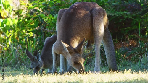 Two kangaroos eating grass at sunset photo