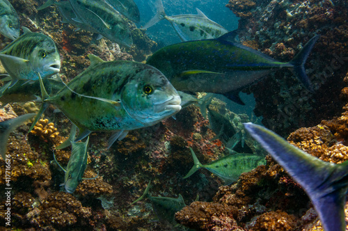 School of Tropical fish Bluefin Trevally, Caranx melampygus, Seychelles