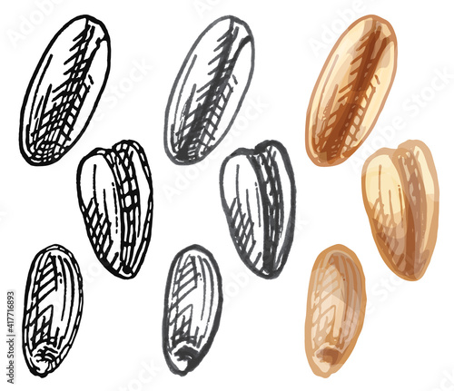 Grains of wheat. Vector color vintage hand drawn hatching illustration