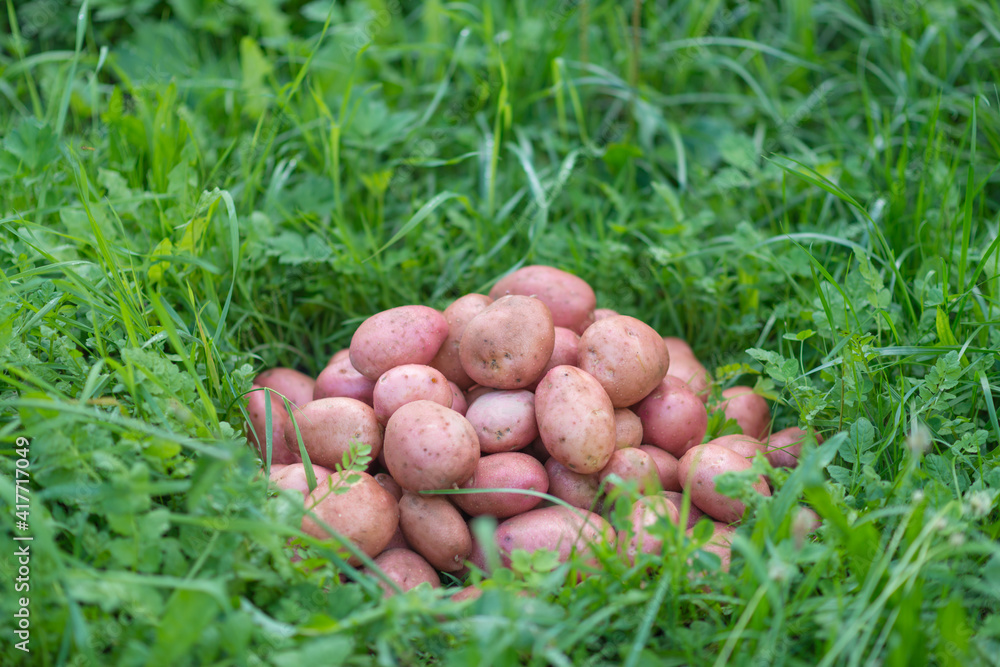 Pile of newly harvested and washed potatoes - Solanum tuberosum on grass. Harvesting potato roots in homemade garden. Organic farming, healthy food, BIO viands, back to nature concept. Pile of newly harvested and washed potatoes - Solanum tuberosum on grass. Harvesting potato roots in homemade garden. Organic farming, healthy food, BIO viands, back to nature concept.