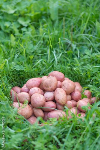 Pile of newly harvested and washed potatoes - Solanum tuberosum on grass. Harvesting potato roots in homemade garden. Organic farming, healthy food, BIO viands, back to nature concept.