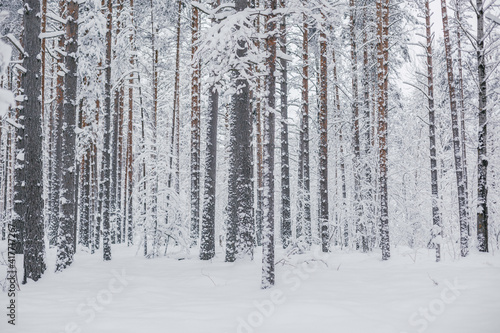 White winter in pine forest 