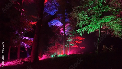 Forest Lumina