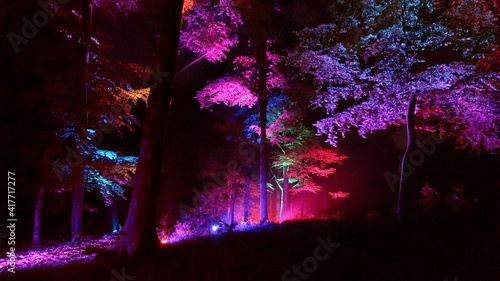 Forest Lumina