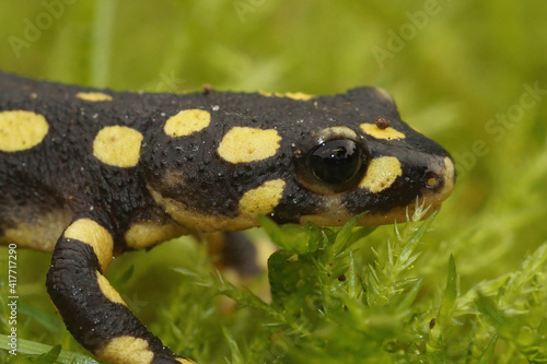 Closeup of a juvenile of the endangered yellow-spotted or Lake Urmia newt , Neurergus crocatus on green moss  © Henk