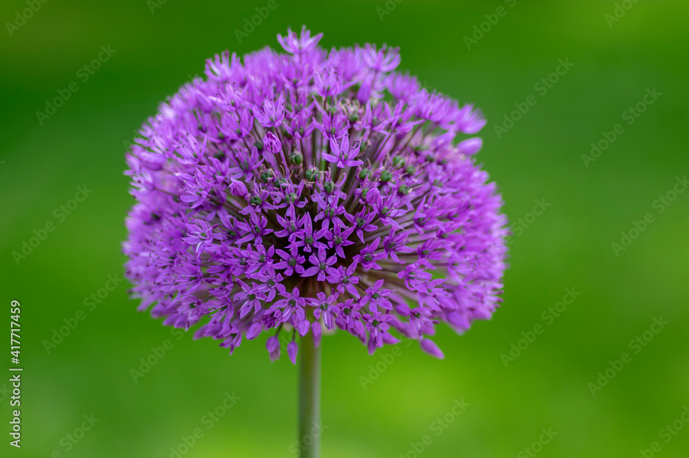 Allium hollandicum flowering springtime plant, group of purple persian ornamental onion flowers in bloom Allium hollandicum flowering springtime plant, group of purple persian ornamental onion flowers in bloom