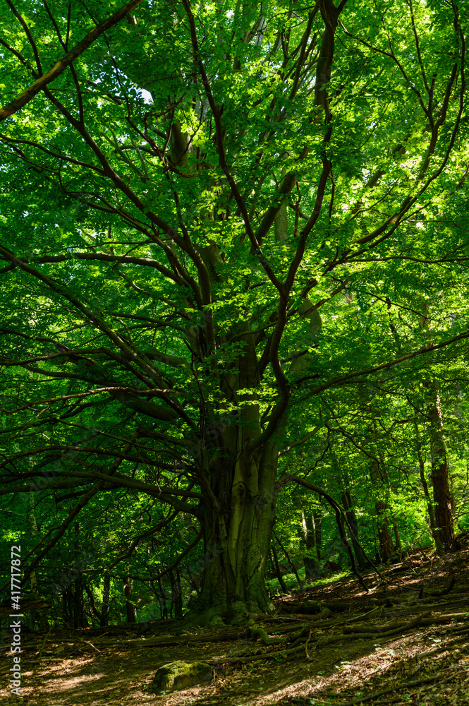 Old beech with a thick trunk in nature. Old beech with a thick trunk in nature.