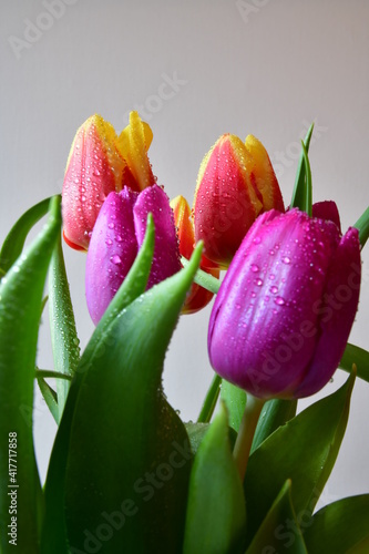 bouquet of colorful tulips with white background