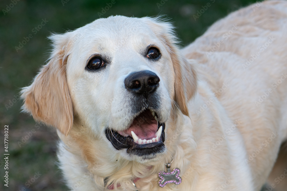 Pet Golden Retriever looking up at owner Pet Golden Retriever looking up at owner