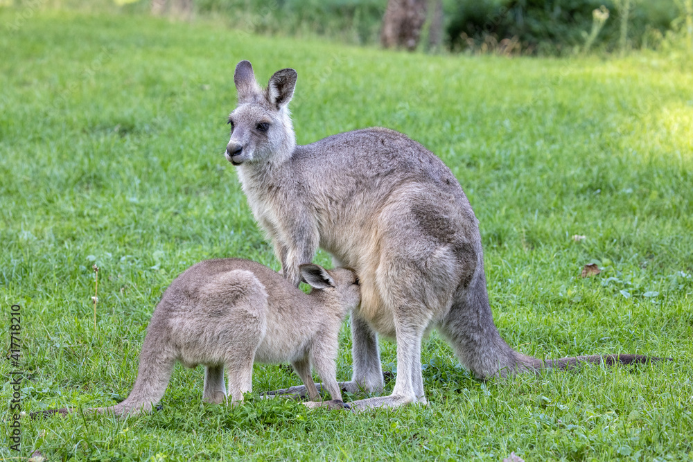 Eastern Grey Kangeroo with joey feeding in pouch