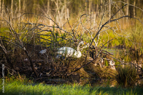 A beautiful family of wild whooper swand in wetlands. Adult birds with cygnets swimming in water. Beautiful springtime scenery with cygnus cygnus family. photo