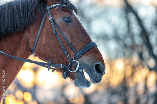 Close up portrait of a horse in winter at sunset. Brown color. Steam from the mare's nostrils © ЮРИЙ ПОЗДНИКОВ