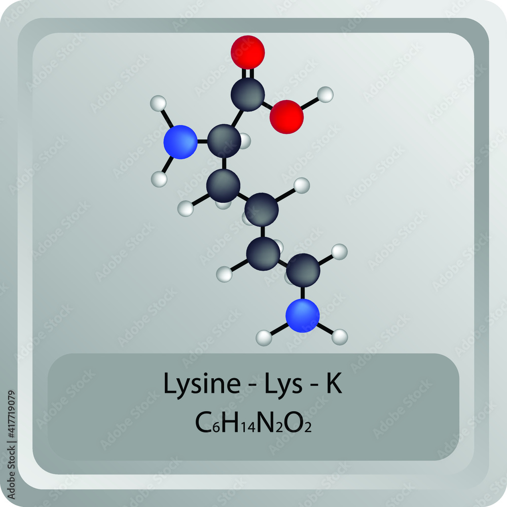 Lysine - Lys - K - Amino Acid chemical structure. Molecular formula ball and stick model of Histidine Molecule. Biochemistry class, Biological and Chemical vector illustration. EPS10 Lysine - Lys - K - Amino Acid chemical structure. Molecular formula ball and stick model of Histidine Molecule. Biochemistry class, Biological and Chemical vector illustration. EPS10