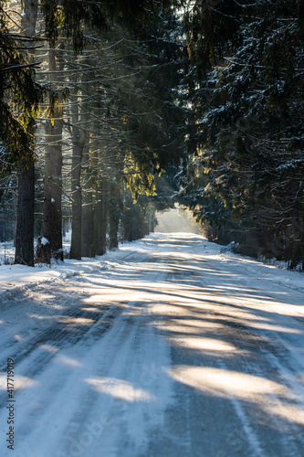 The road leading through the forest in the rays of the morning sun