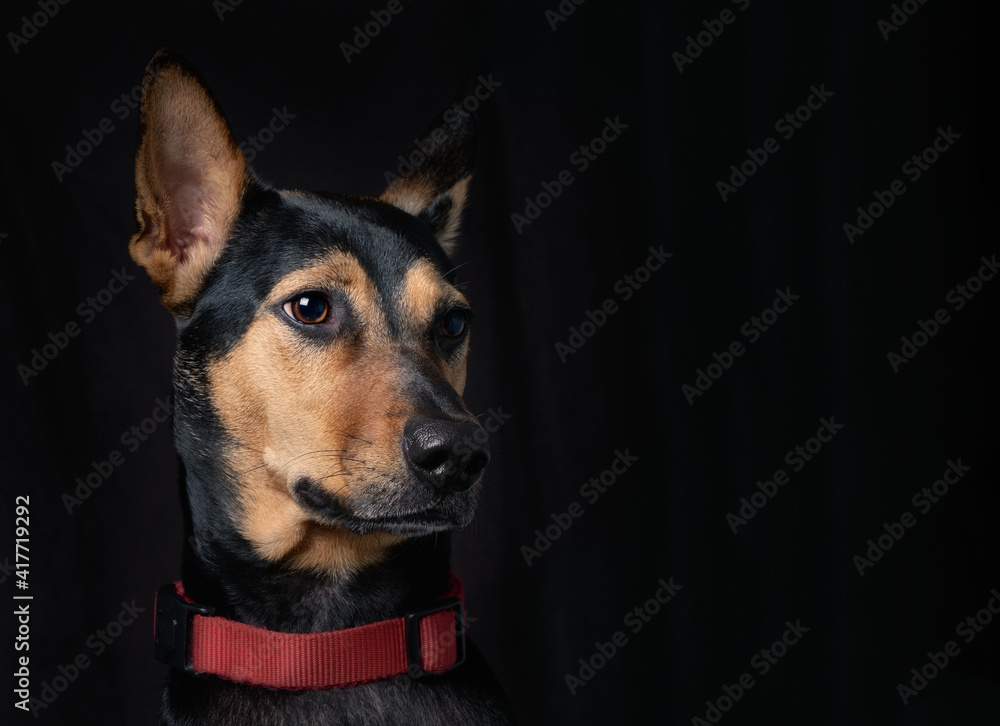 Stray mongrel rescued thai dog portrait soft black background lookind one side horizontal no people Stray mongrel rescued thai dog portrait soft black background lookind one side horizontal no people