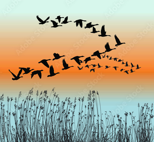 Spring goose migration