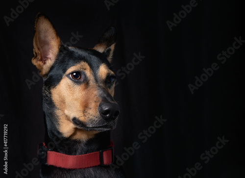 Stray mongrel rescued thai dog portrait soft black background lookind one side horizontal no people