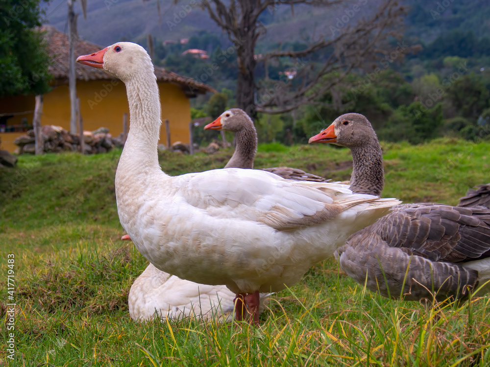 Obraz premium A group of white and gray geese on a field in the afternoon, near the colonial town of Villa de Leyva, in the department of Boyaca, Colombia.