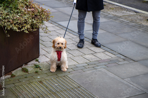 Billede på lærred A very cute brown scruffy dog being taken for a walk by a man